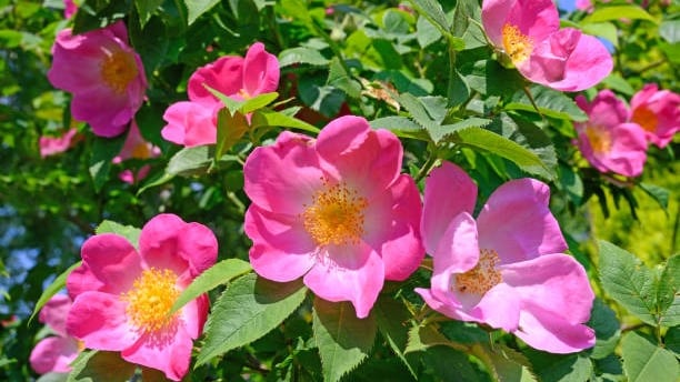Rosa Gallica - flor con propiedades calmantes e hidratantes