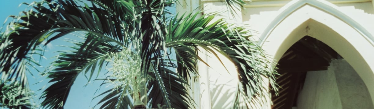 palm trees in vietnam