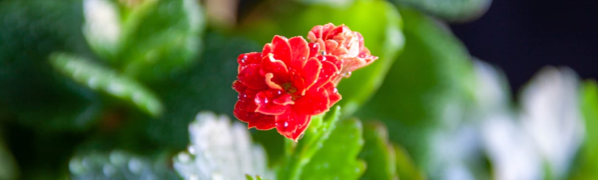 Red Flower Of Kalanchoe