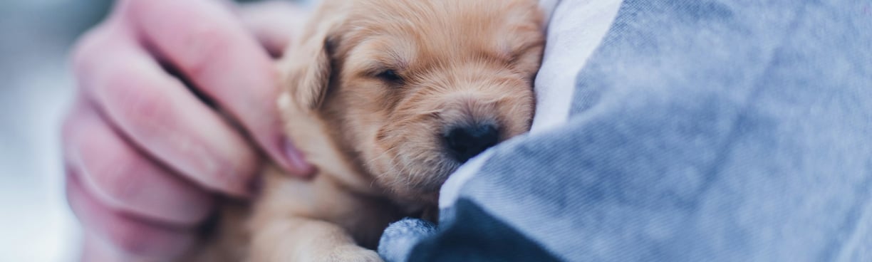 Un étudiant en école vétérinaire roumaine tient un chien