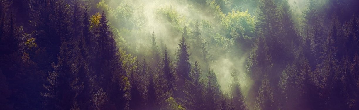 Misty Forest with colours of green and amber, perfect for fine art photography