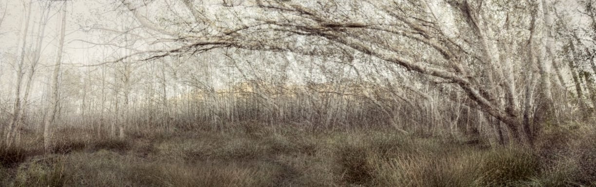 Ethereal landscape photography artwork by Martin Osner showing an abstract forest scene with layered tree branches