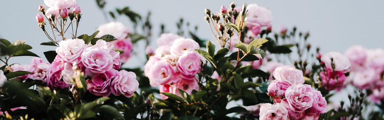 Rose Water Floral Waters my dtdc kannauj pickupwale