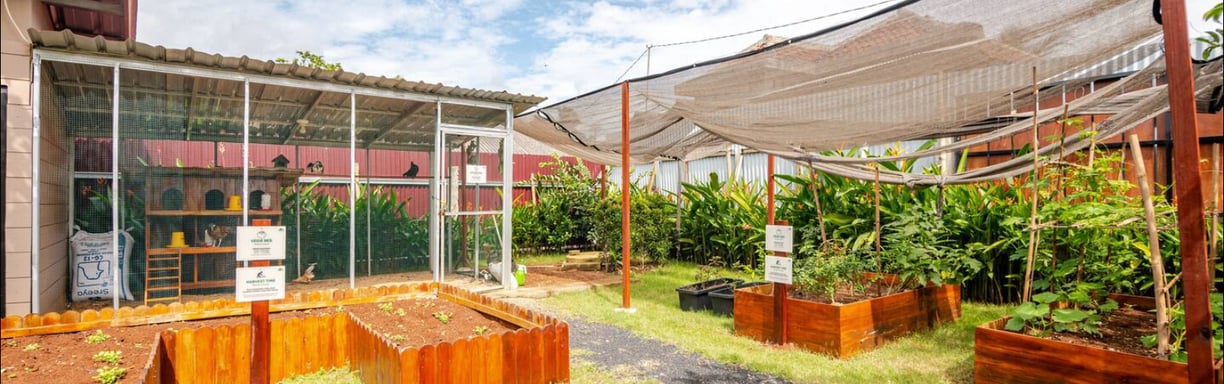 Raised farming beds for gardening and harvesting at Casa Candali farmstay.