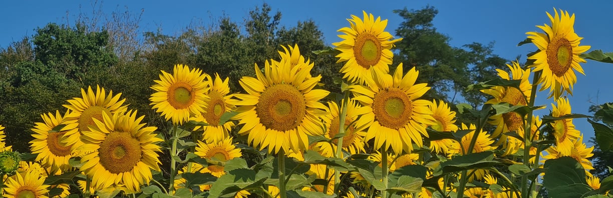 Champ de tournesols