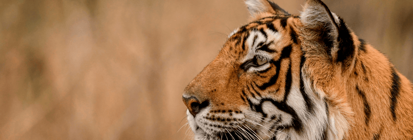 arrowhead in ranthambore national park