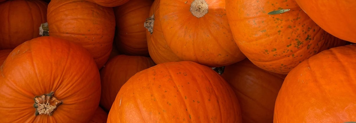 zucche Halloween