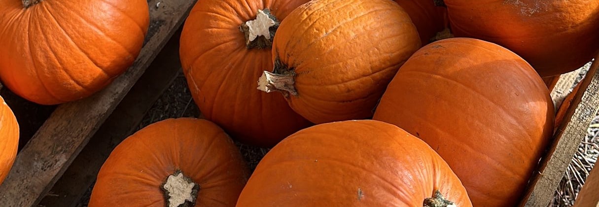zucche di Halloween