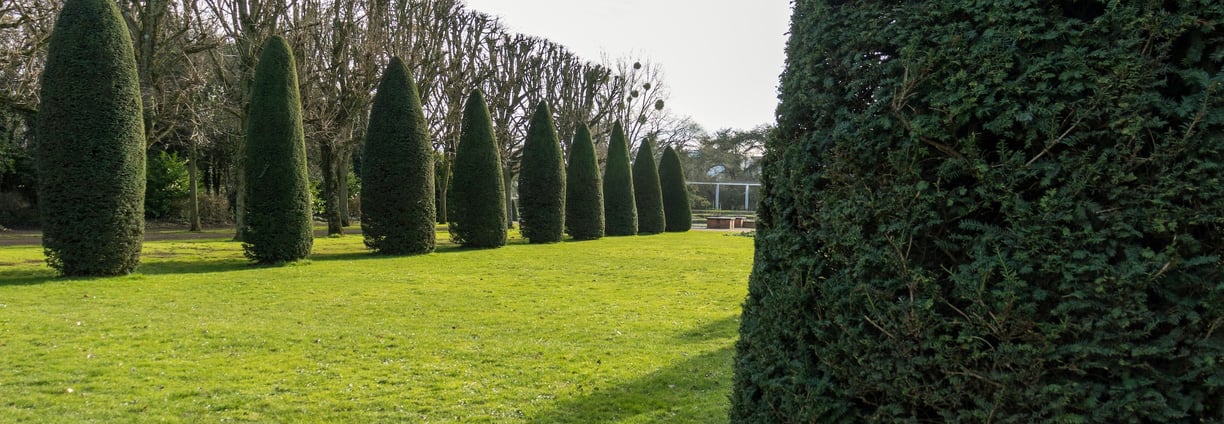 Green Trimmed Lawn with Cedar Trees -- Smiling Lawn