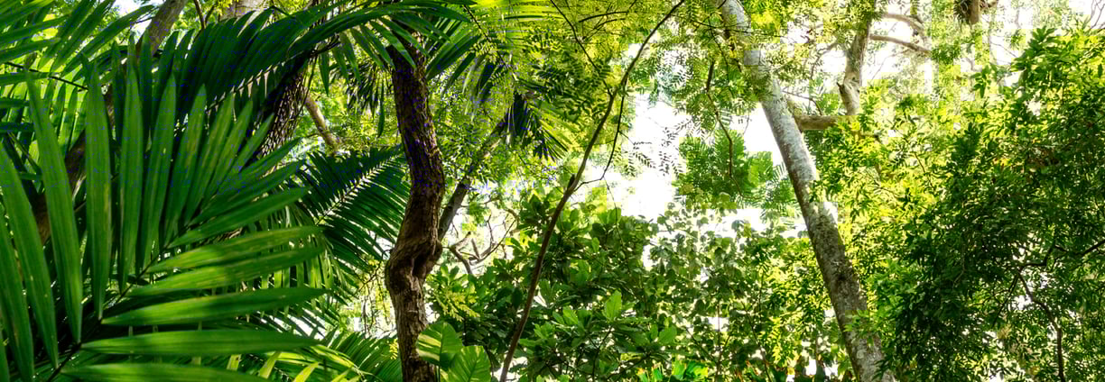 pin - crédito de carbono