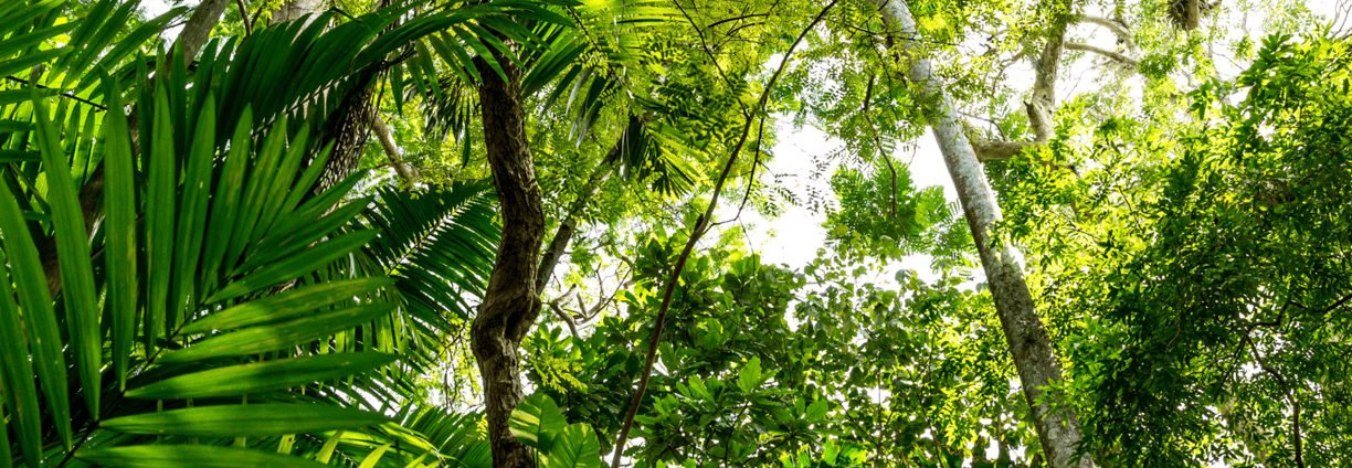 pin - crédito de carbono