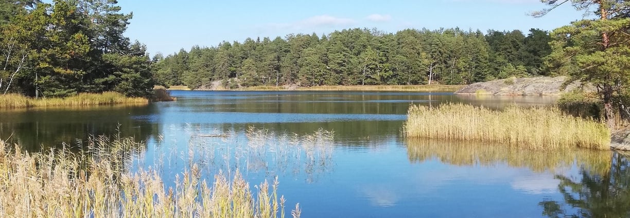 magnifique paysage et un lac de suède , il y a des rochers des roseaux  et des sapins.