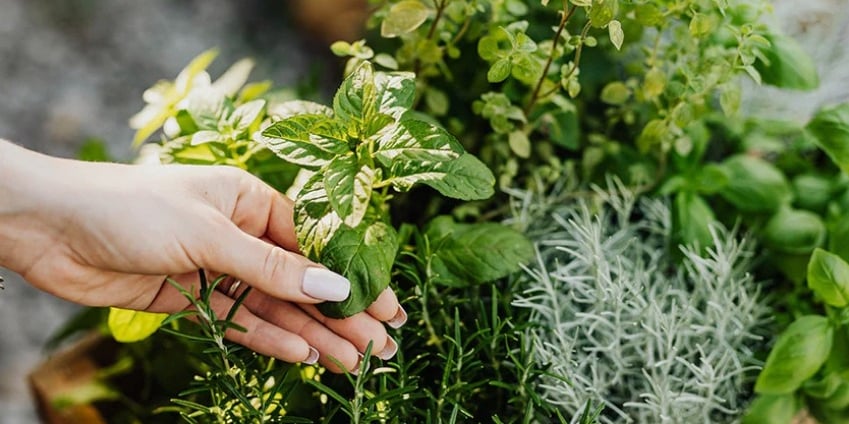 a person holding a bunch of herbs for Habu secrets cream