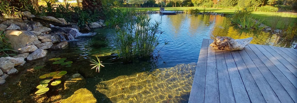 Étang naturel avec jetée, plantes aquatiques et cascade