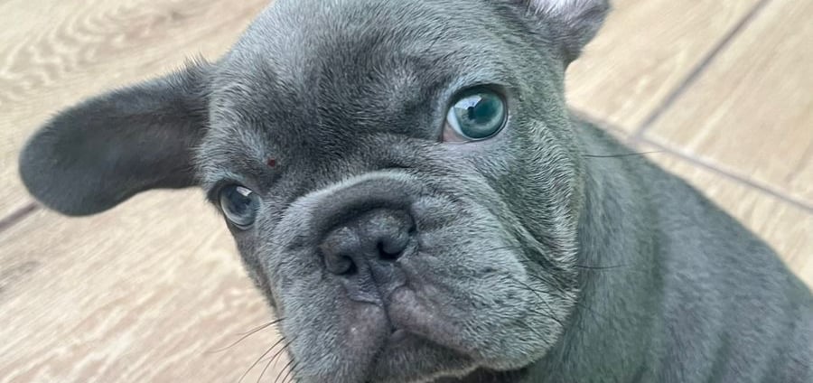 Um filhote muito feliz