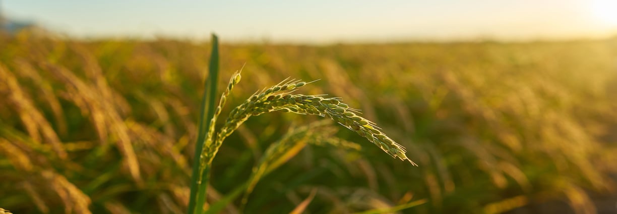 We do mutiple quality checks before selling our rice to ensure only good quality rice are supplied.