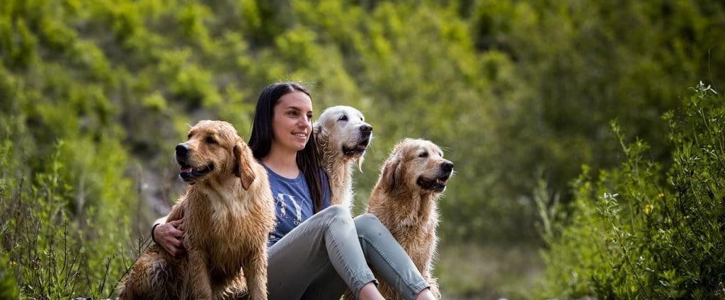 chiens golden chez nanette