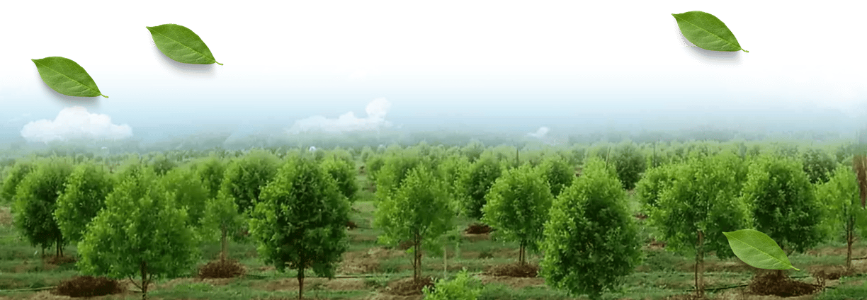 sandalwool farming