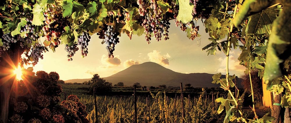 Vista panoramica dei vigneti della Cantina Sorrentino con il Vesuvio sullo sfondo