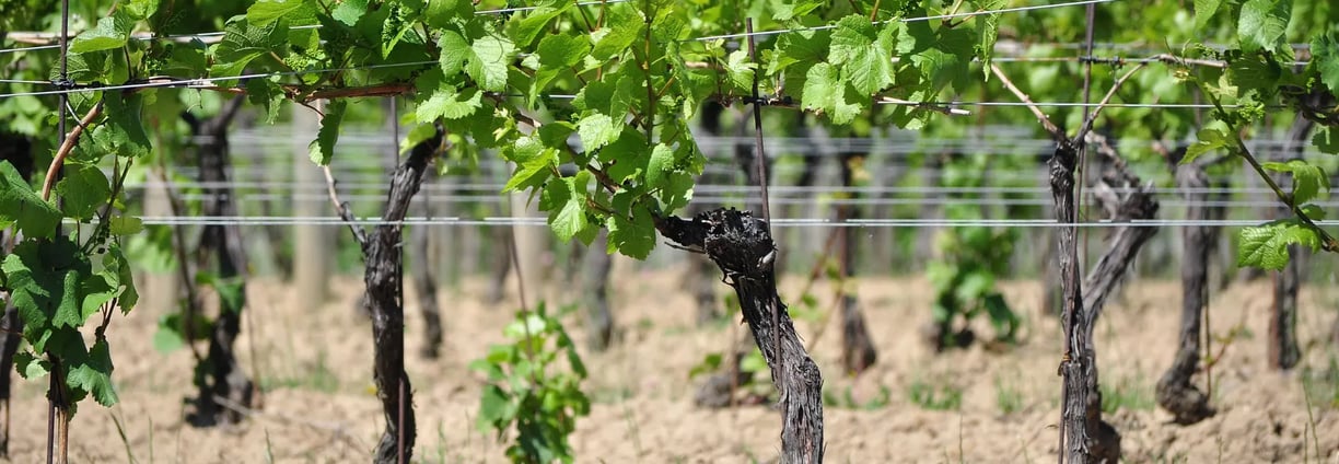 Ecological maintenance of vineyards in Mallorca