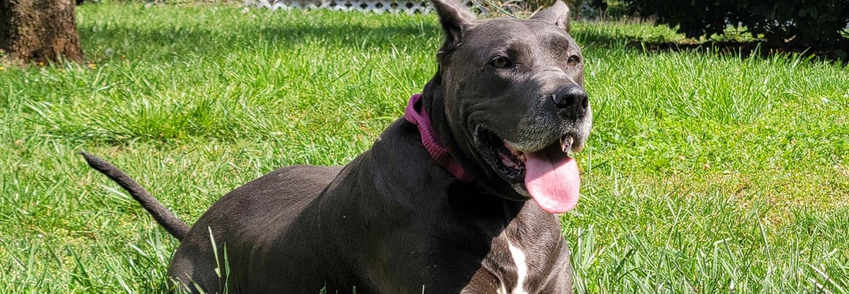 a dog sitting in the clean grass