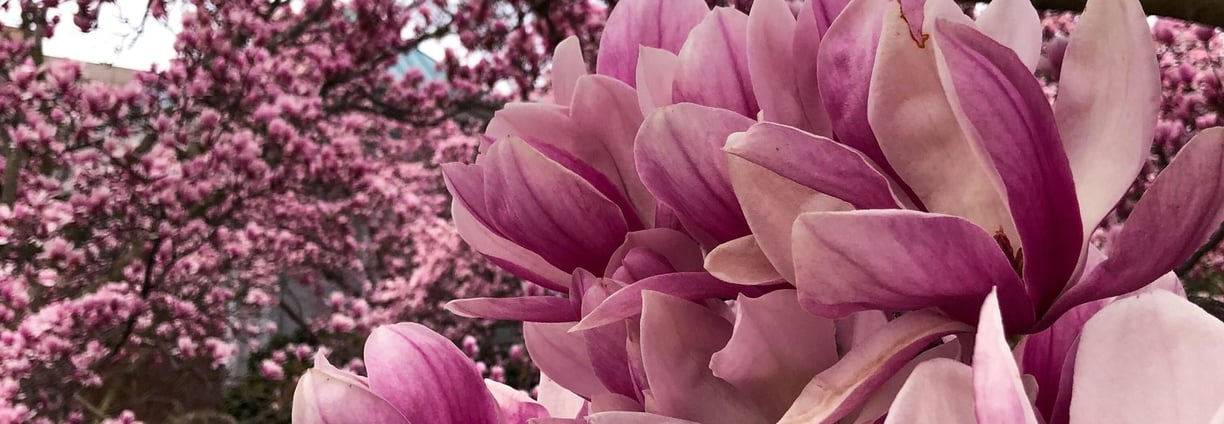 a tree with pink flowers in the background