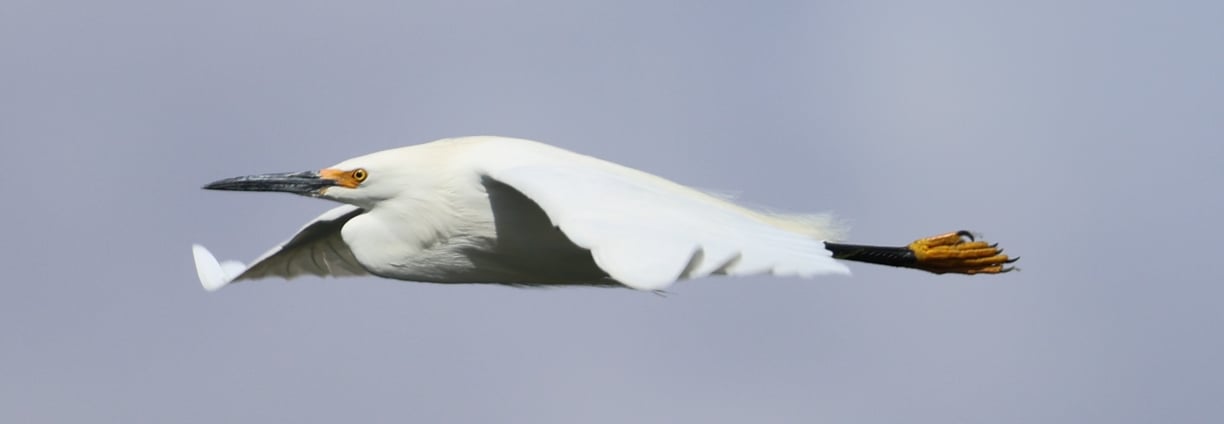 Snowy Egret