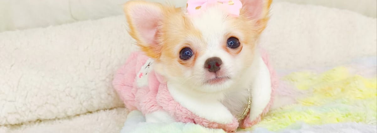 filhote de chihuahua branca de pelo longo focinho chocolate e olhos claros belo horizonte mg