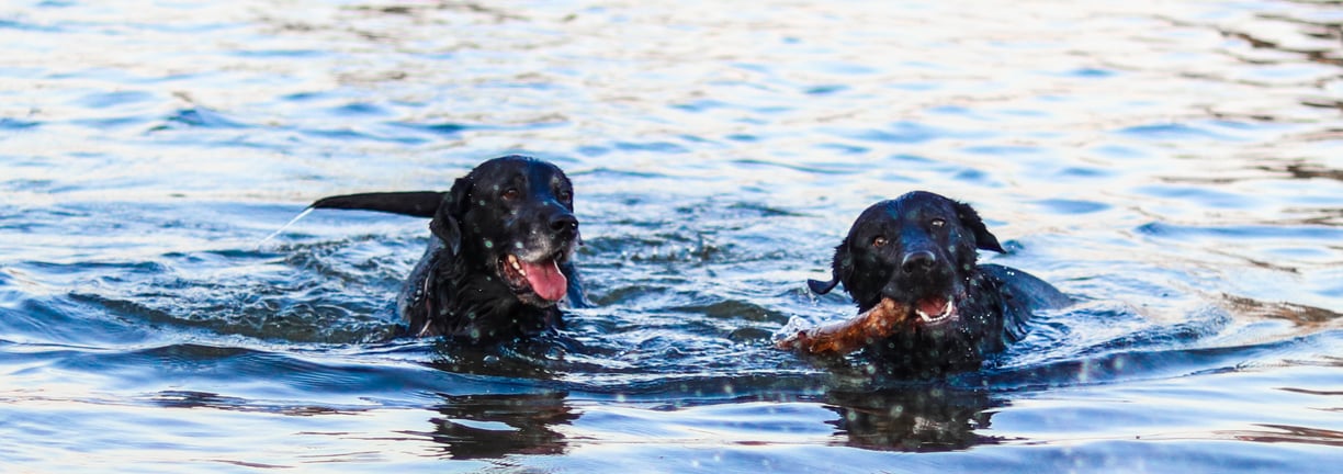 Dog Walker Aberfeldy Pet Sitter Aberfeldy Dog Adventures Aberfeldy