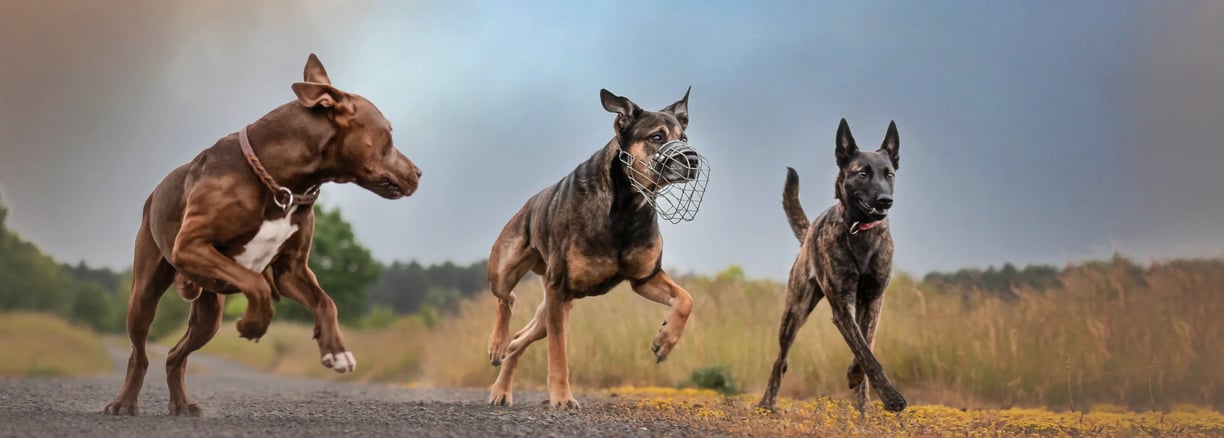 3 Hunde laufen auf Feldweg
