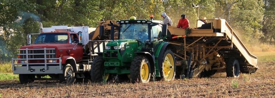 Red potato truck, green tractor, and conveyor belt harvesting organic potatoes in a Canadian field