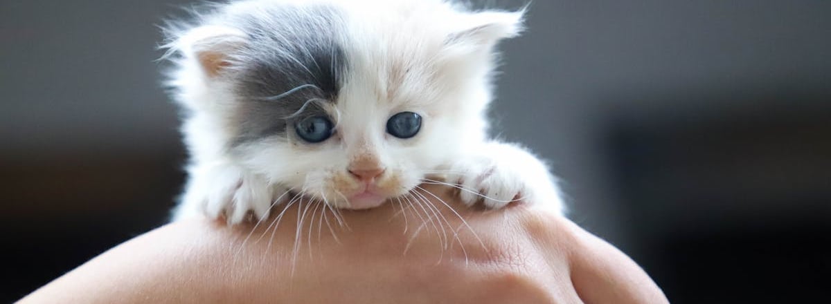 A small cat ready for cat vaccination