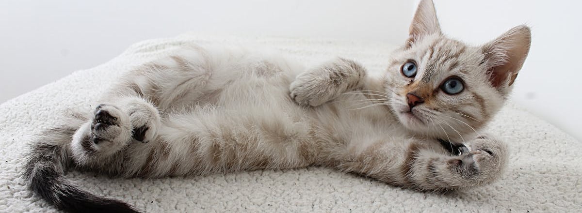 A cat after cat grooming in Dubai