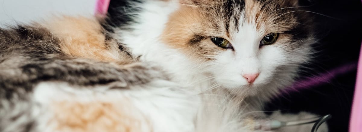 A cat waiting for laboratory services