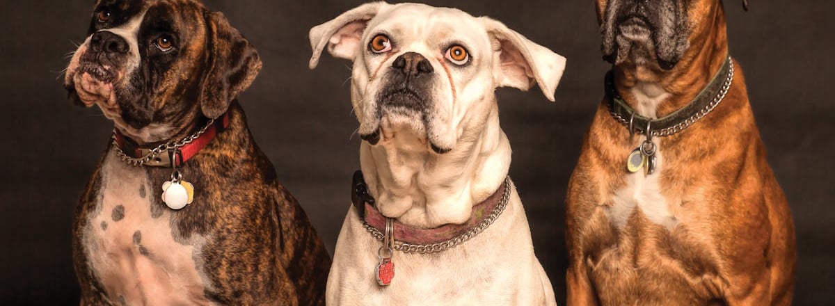 Dogs waiting for x ray