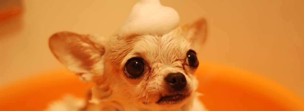 A dog after dog grooming in Dubai