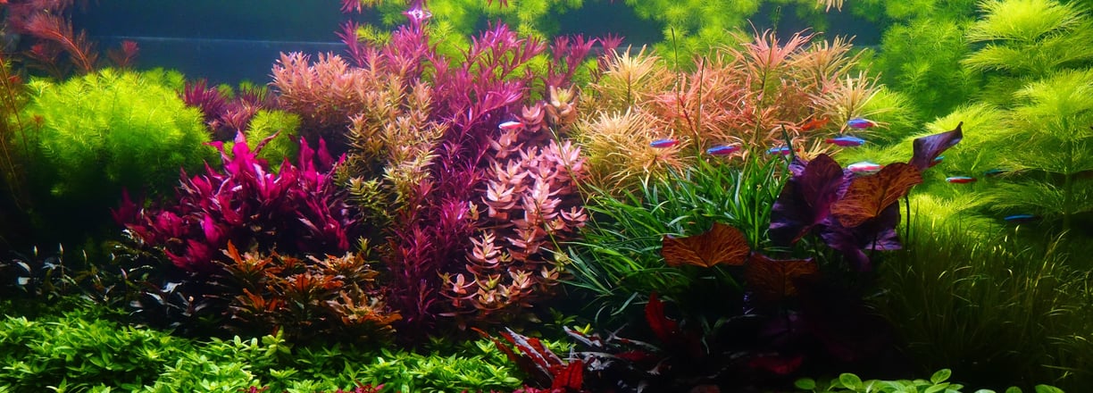 Dutch-style freshwater planted aquarium