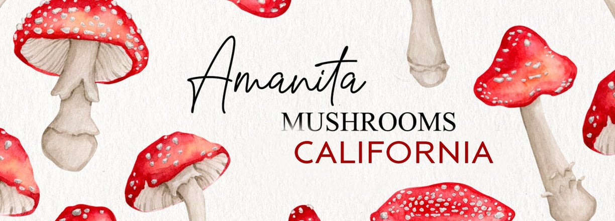 a bunch of amanita mushrooms to buy in califronia