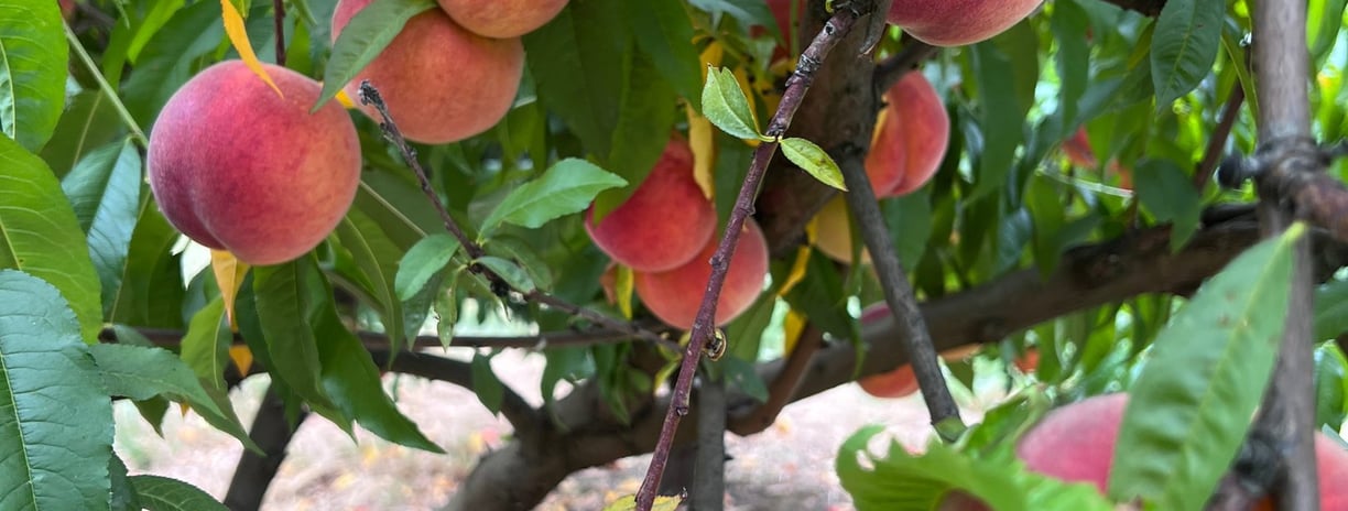 bunch of peaches on a tree