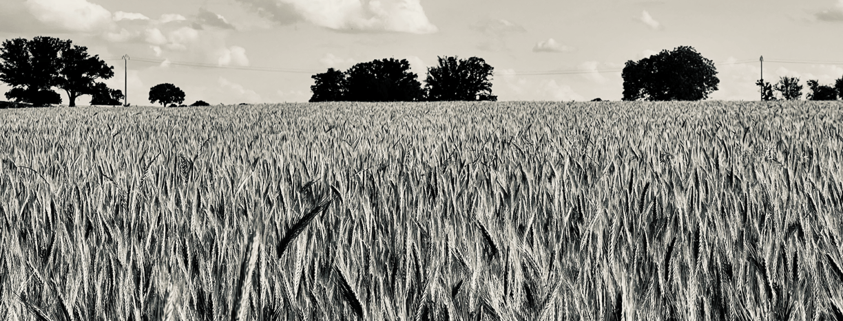 Un champ de blé sur une photo en noir et blanc, de Dalia Ferreira