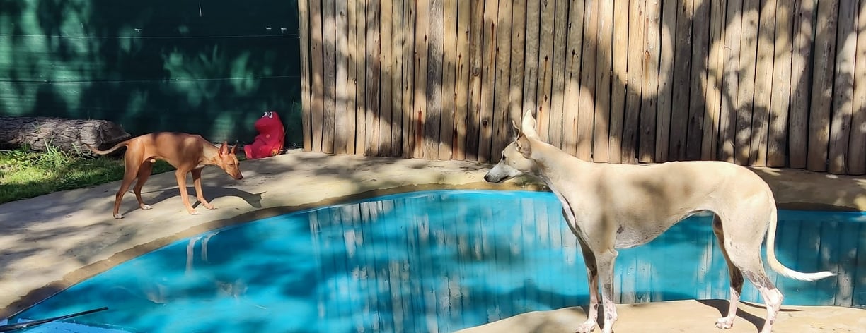 two dogs are standing in front of a pool