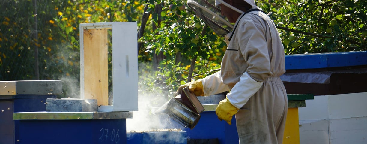 Beekeeper in protective gear using a smoker to tend to colorful hives in a lush garden setting