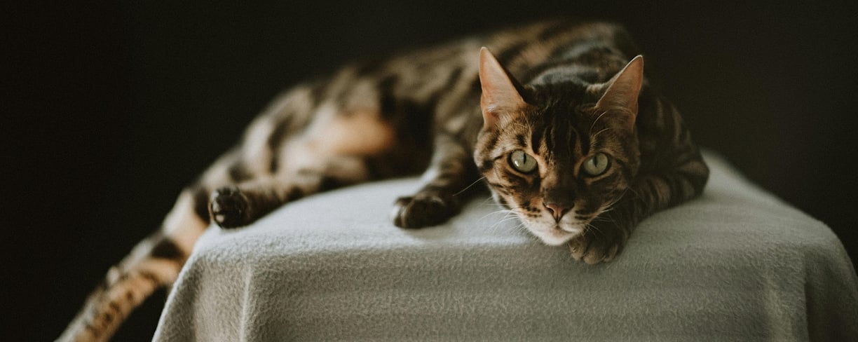 a tabby cat on a blanket