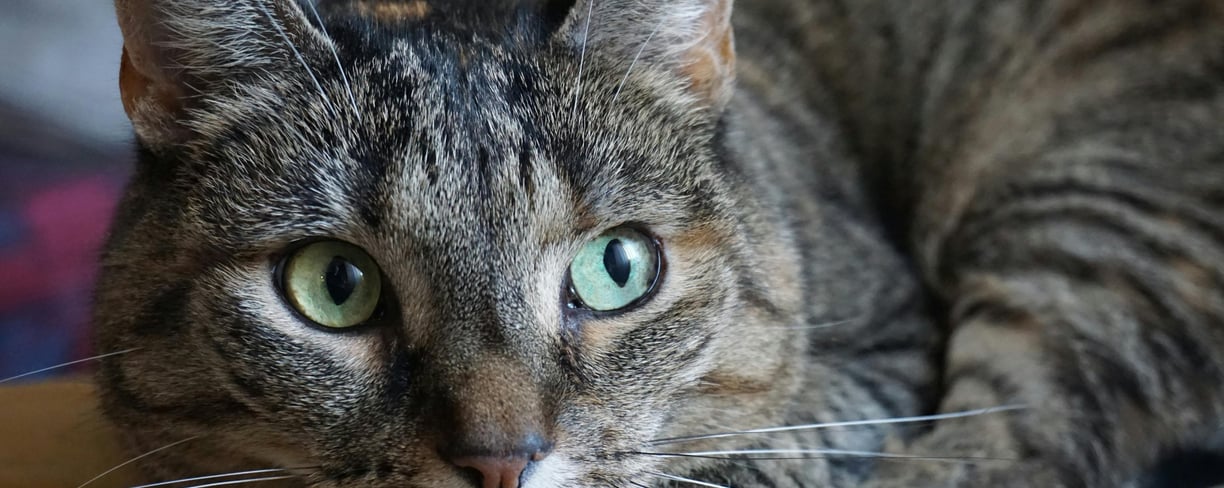 a tabby cat with green eyes