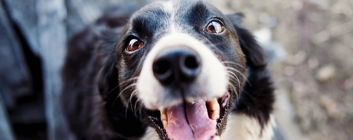 a black and white dog