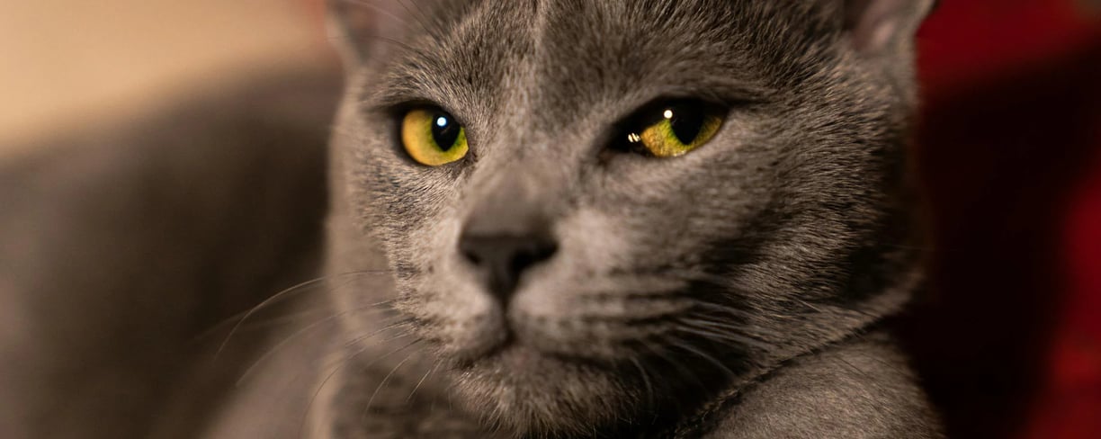 a Russian Blue cat, one of the low shedding cat breeds