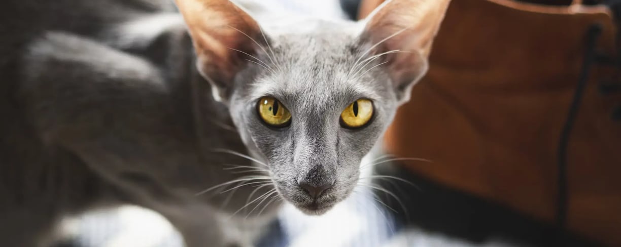 Oriental shorthair, one of the rare cat breeds suitable for dubai