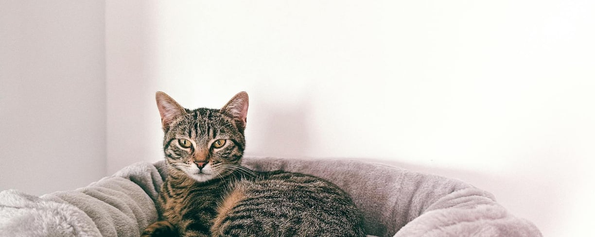cat lying in a bed which is one of the best cat accessories dubai cat parents recommend