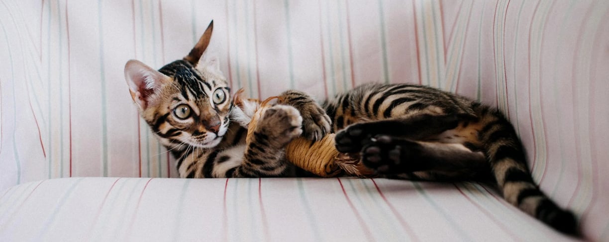 cat playing with cat toys dubai pet owners recommend