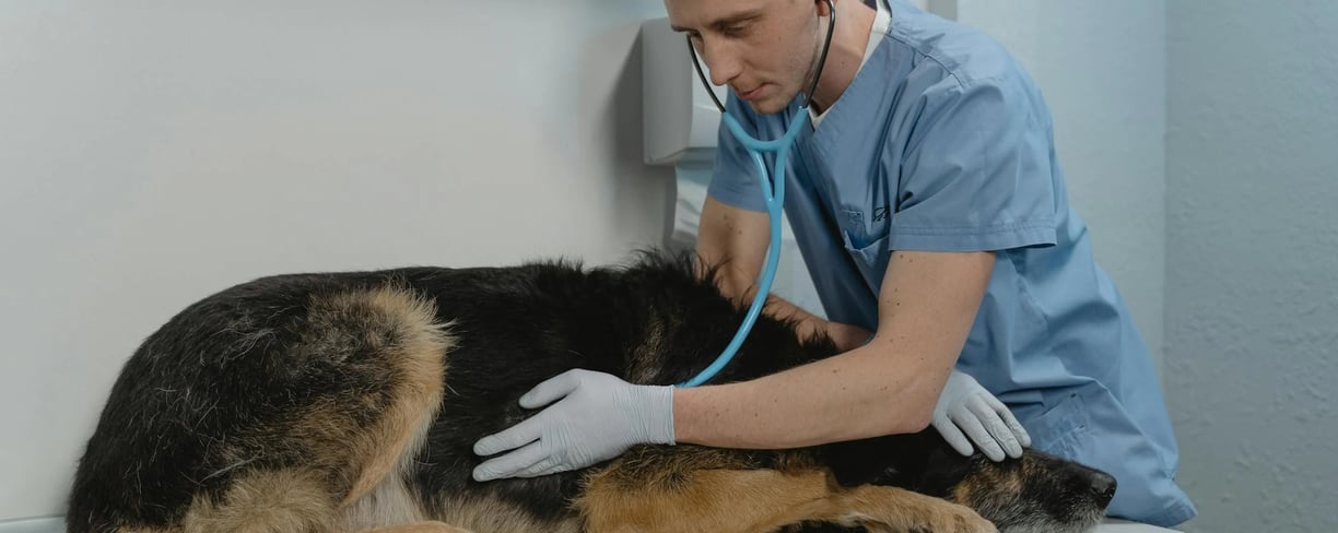 A dog visiting the vet for professional care and kennel cough treatment